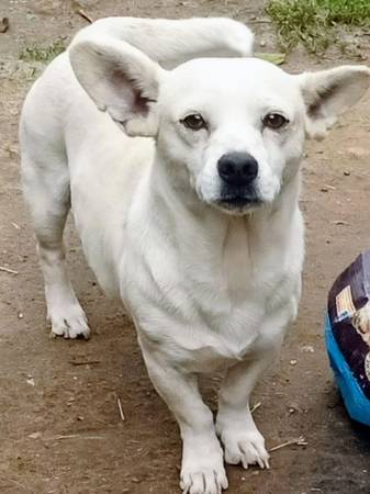 Free Chihuahua Corgie Mix to good home 1