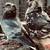 pigeons 6 thumbnail