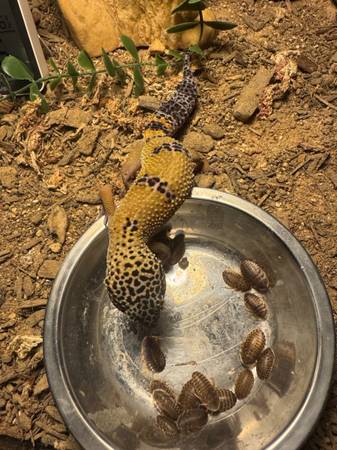 Female leopard Gecko (E adams)63909024489091120