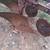3 Bottom Plow - Cat 2 Category II 3-14" 8 thumbnail
