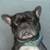 French bulldog rehome 12 thumbnail