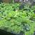 Water lettuce 2”-3” for aquariums 1 thumbnail
