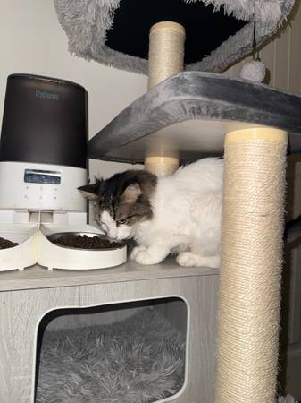 Cat - 5yo - Sweet (Chelsea)63280429743235122