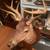 13 point double main beam drop tine Deer mount taxidermy 5 thumbnail