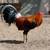 Gallos Gamefowl 11 thumbnail