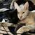 Kittens to a loving home 9 thumbnail