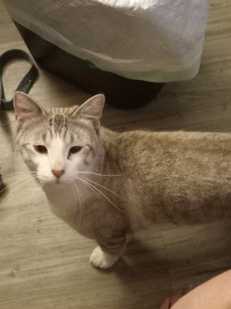 Rag doll mix ? (Spence lane)63664482544899120