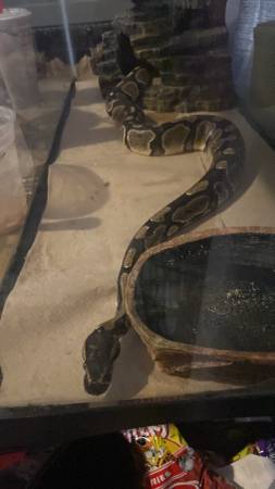 Python real (Ocala)64286229082242120