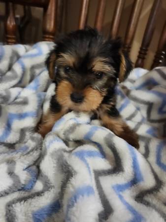 Yorkies (Horse Cave)63897668504195122