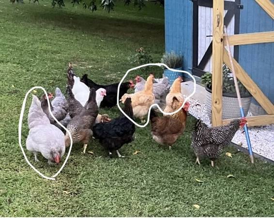 Chickens!!! (Orpingtons) 1