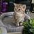 Scottish fold kittens for sale - great for xmas present! 4 thumbnail