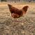 Olive Egger Hen 1 thumbnail
