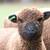 Olde English “Babydoll” Southdown Sheep 3 thumbnail