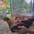 7 roosters looking to re-home 1 thumbnail
