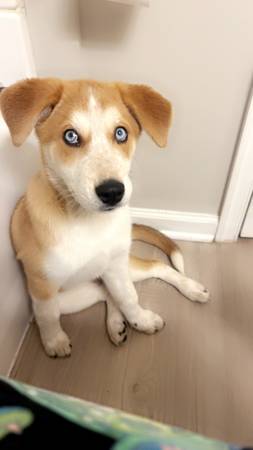Husky Red Heeler (Roanoke/Salem)64037454017409121