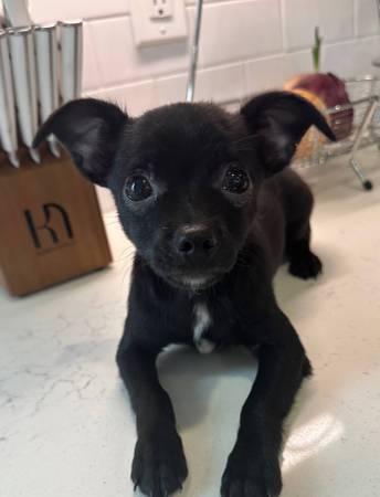 2 Chihuahua puppies (Huntsville)64151733933442123