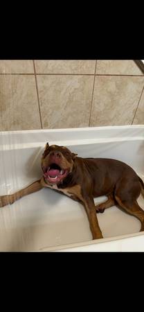 Rehoming xl pitbull (Oceanside)63894602708099121