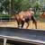 Calves 12 thumbnail