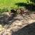 Vintage Farm Disc Plow 2 thumbnail