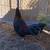 Mcrae fowl 6 thumbnail