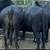 Brangus Cows Heavy Bred 3 thumbnail