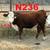 Registered Polled Hereford Bulls 5 thumbnail
