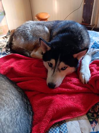 Roommate to rent a house 1