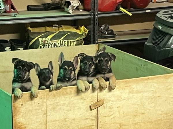 German shepard puppies need a new home (Aurora)63963640200707121