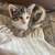adorable kittens with unique markings 5 thumbnail