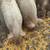 PIGS FOR SALE 7 thumbnail