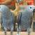 PaRrots require caring environment. 1 thumbnail