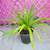 Spider Plant - all Green 2 thumbnail