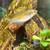 Free female rainbowfish 7 thumbnail