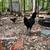 Olive Egger Rooster 3.5 months old 2 thumbnail