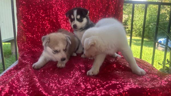 Huskys (Rosharon)63859313762563124