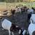 Boer goat wether goats 11 thumbnail