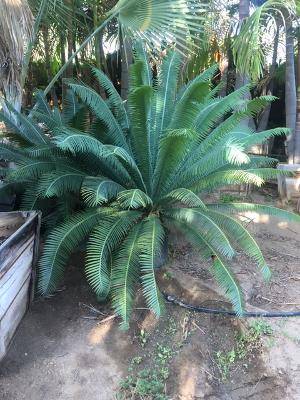 Dioon Cycads 1