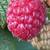 🍓 Red Raspberry Plants – Sweet and Delicious! 🍓 3 thumbnail