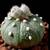 EcoGro's WEIRD PLANTS. SO WEIRD!  Beneficial Bugs Class...Free! 2 thumbnail