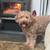 Goldendoodle Guardian home opportunity 9 thumbnail