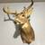Deer Mount for sale 1 thumbnail