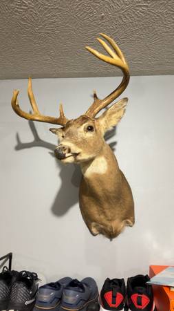 Deer Mount for sale 1