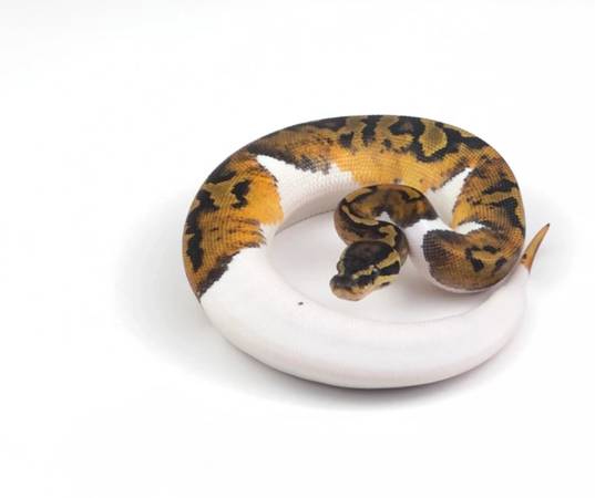 Ball python (port charlotte)63977624671747122