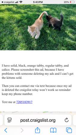 Kittens 7 weeks old (Wheat Ridge)63921242120706120