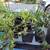 Lots of Plants Cactus Aloe Pregnant Onion Yucca Jade Vinca 6 thumbnail