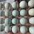 Coturnix Quail Eggs(blue &/or speakled) 2 thumbnail