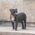 Xl blue nose puppy 2 thumbnail