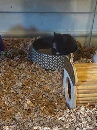 Hamster for Rehoming (Manchester)63873145325059123