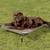Elevated Dog Bed - Brown Large - Coolaroo 1 thumbnail