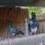 Fancy Pigeons - large variety 21 thumbnail